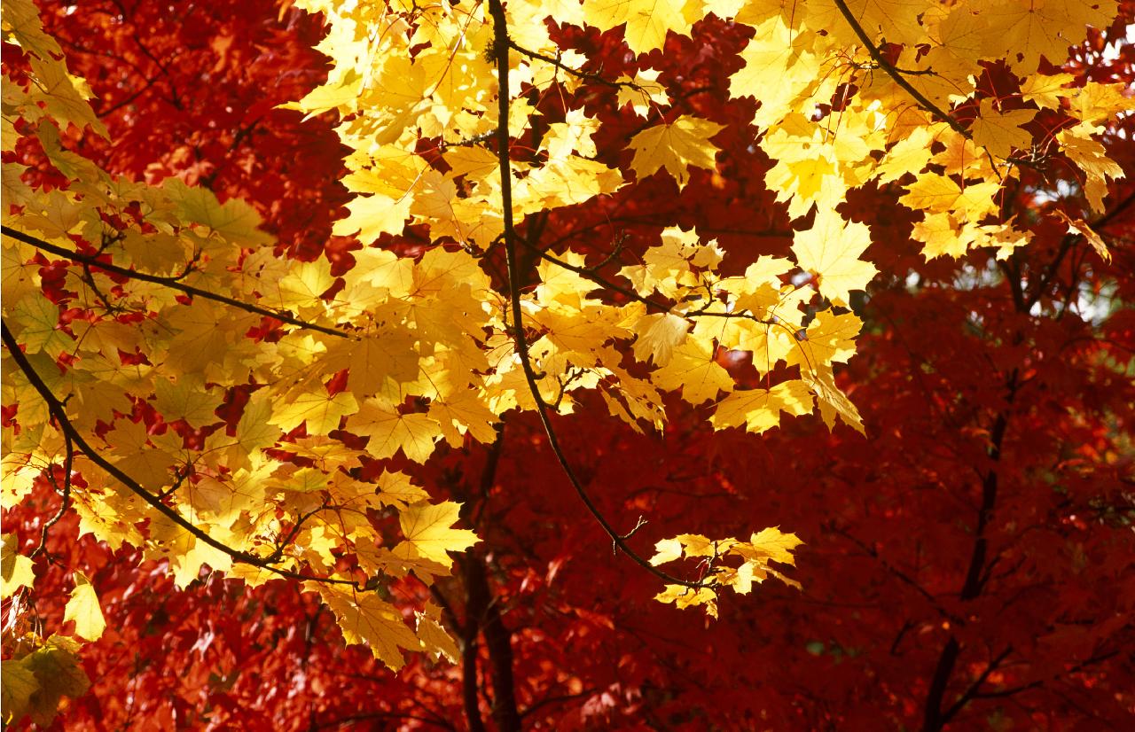 Autumnal leaves at Westonbirt arboretum