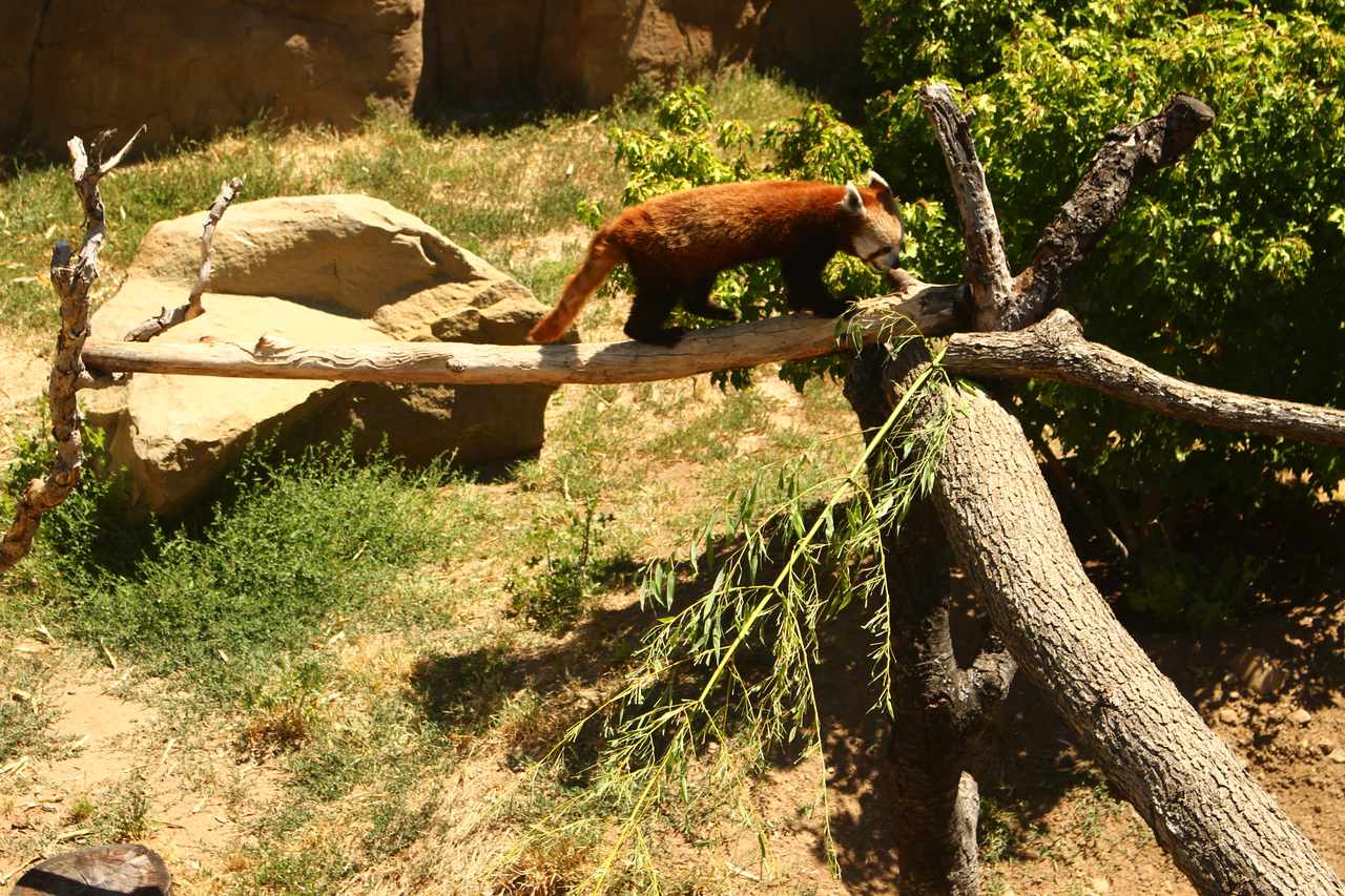 Charles Paddock Zoo