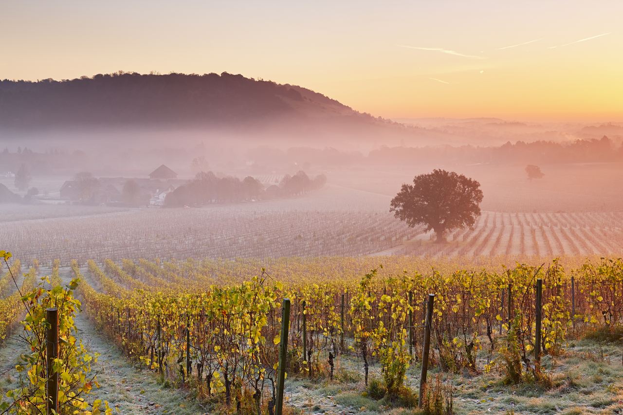 Low lying mist floating over autumn grape vines at Denbies Wine Estate