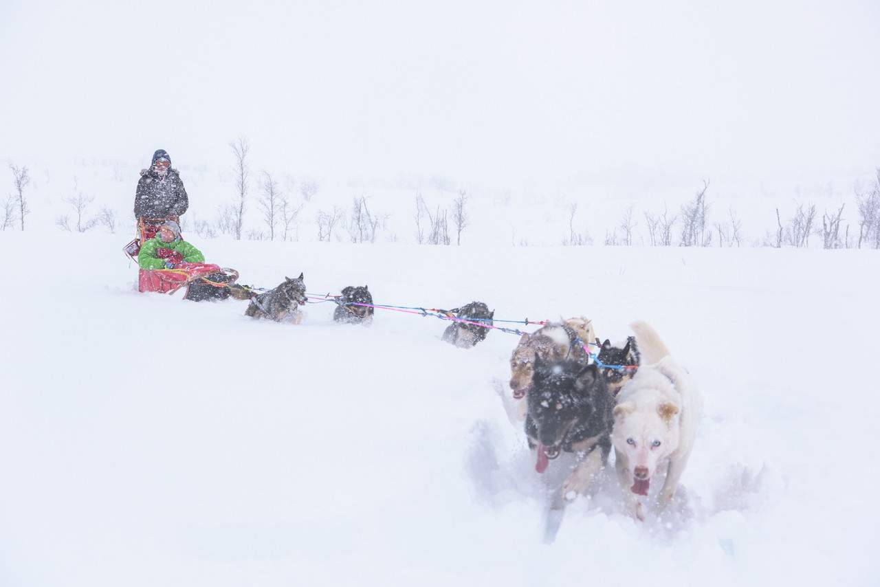 Dogsledding at Tromso Villmarksenter