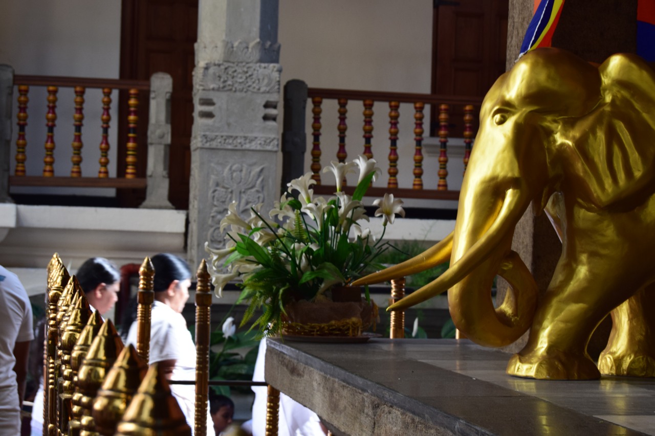 Sri Lanka Kandy elephant