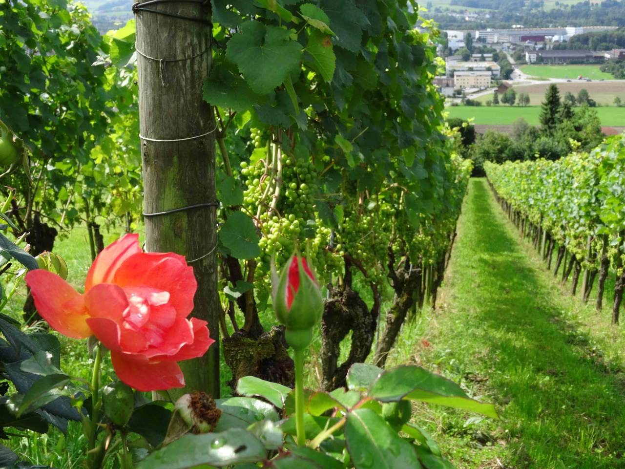 Weinfelden Wine trail