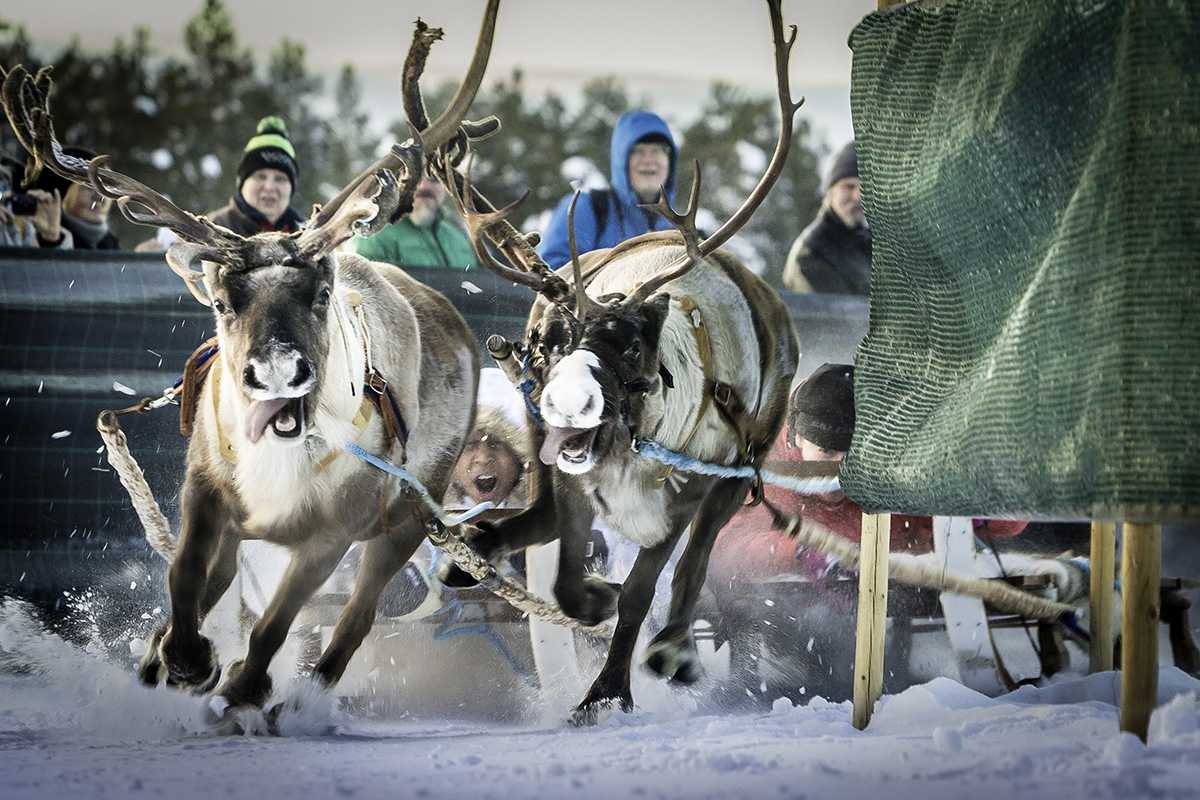 Reindeer race